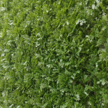 Изгородь декоративная искусственная Дизайн №0-13 Альтернантера зелёная 1304 500х500 мм