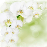 Панель потолочная ПВХ Novita 3D Орхидея белая 1800х1500 мм 6 штук