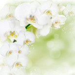Панель потолочная ПВХ Novita 3D Орхидея белая 2500х2000 мм 8 штук