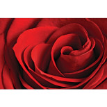 Фотообои виниловые на флизелиновой основе Decocode Алая роза 13-0291-FR 2,5х1,3 м
