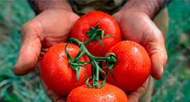 Как вырастить богатый урожай томатов