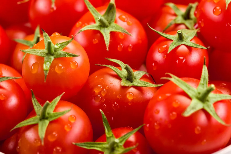 Как вырастить богатый урожай помидор: в теплице, в открытом грунте